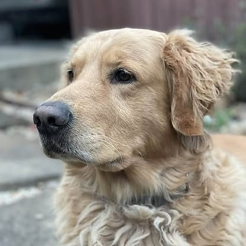 A calm golden retriever at home
